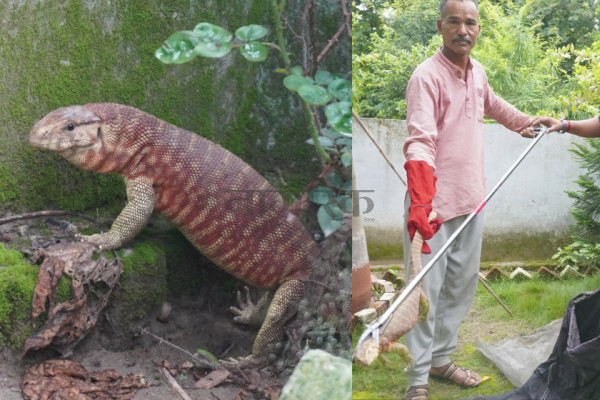 लोपोन्मुख सुन गोहोरो वन कार्यालयलाई हस्तान्तरण